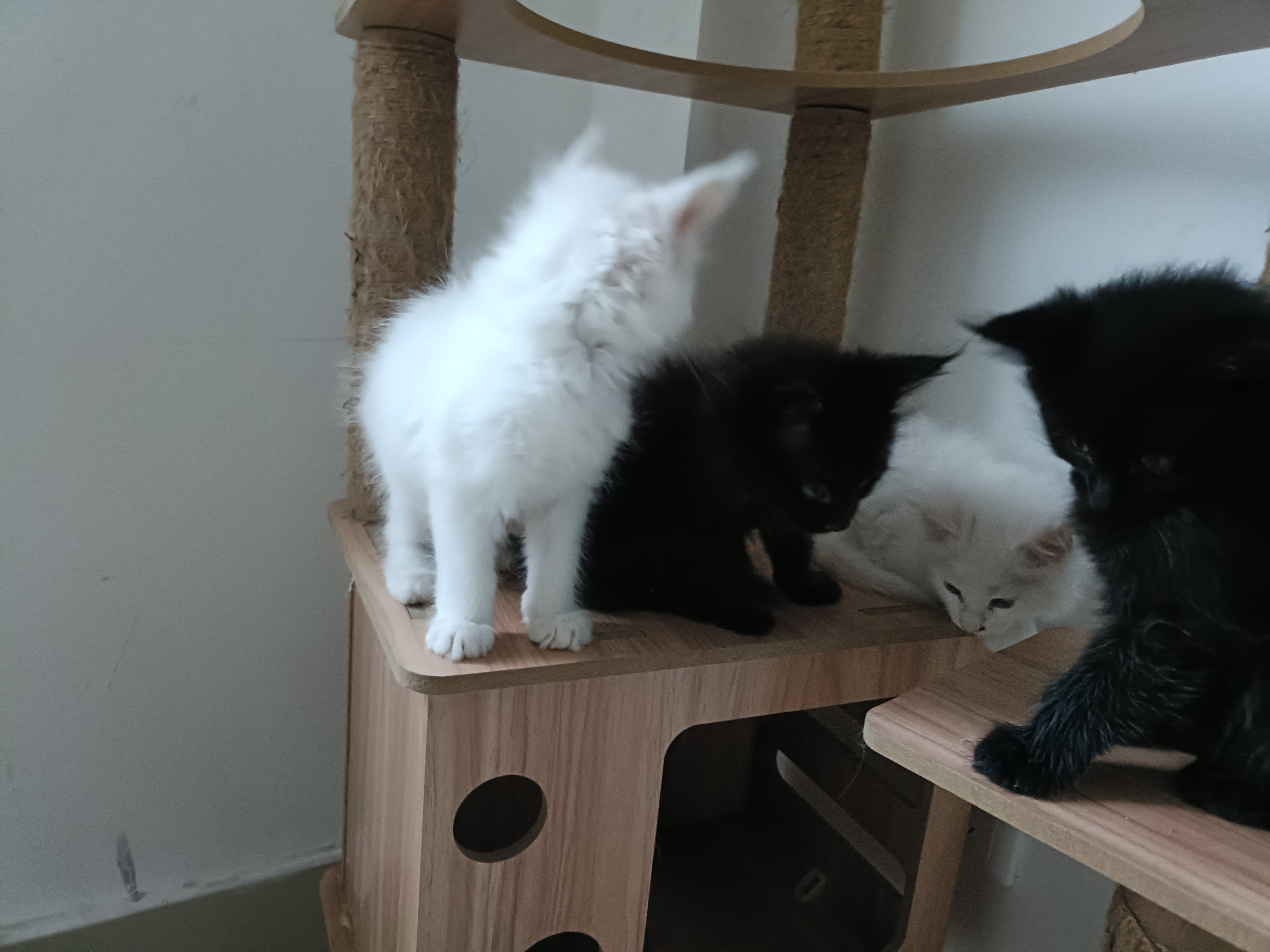 缅因猫